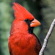 Rode kardinaal (Cardinalis cardinalis), Arizona, USA